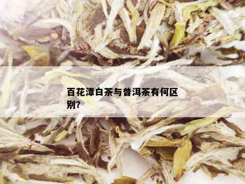 百花潭白茶与普洱茶有何区别？