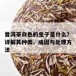 普洱茶白色的虫子是什么？详解其种类、成因与处理方法