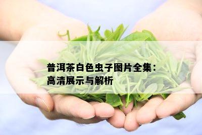 普洱茶白色虫子图片全集：高清展示与解析