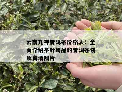 云南九神普洱茶价格表：全面介绍茶叶出品的普洱茶饼及高清图片