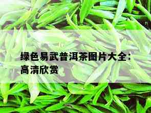 绿色易武普洱茶图片大全：高清欣赏