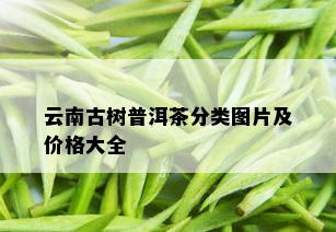 云南古树普洱茶分类图片及价格大全