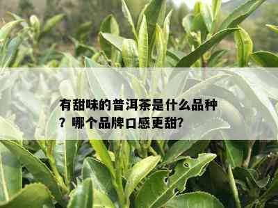 有甜味的普洱茶是什么品种？哪个品牌口感更甜？