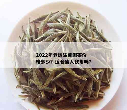 2022年老树生普洱茶价格多少？适合瘦人饮用吗？