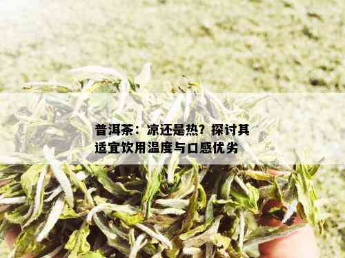 普洱茶：凉还是热？探讨其适宜饮用温度与口感优劣