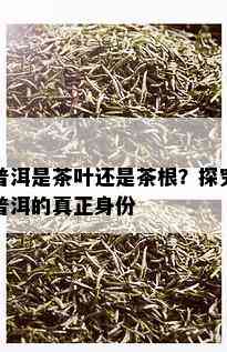 普洱是茶叶还是茶根？探究普洱的真正身份