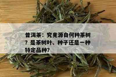 普洱茶：究竟源自何种茶树？是茶树叶、种子还是一种特定品种？