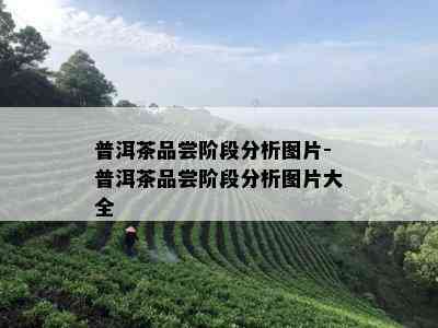 普洱茶品尝阶段分析图片-普洱茶品尝阶段分析图片大全