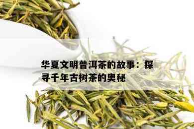 华夏文明普洱茶的故事：探寻千年古树茶的奥秘