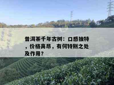 普洱茶千年古树：口感独特，价格高昂，有何特别之处及作用?