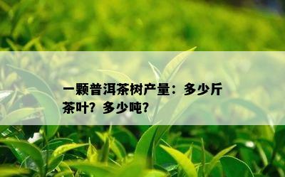 一颗普洱茶树产量：多少斤茶叶？多少吨？