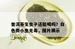 普洱茶生虫子还能喝吗？白色微小虫无，图片展示