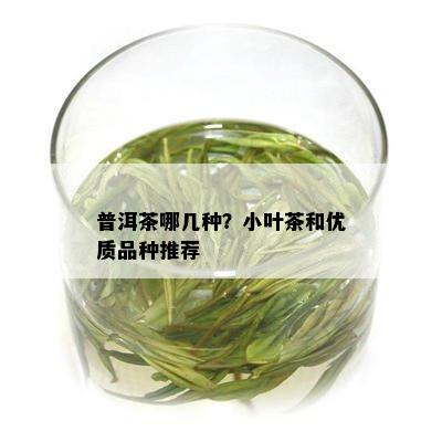 普洱茶哪几种？小叶茶和优质品种推荐