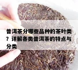 普洱茶分哪些品种的茶叶类？详解各类普洱茶的特点与分类