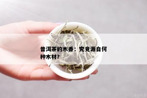 普洱茶的木香：究竟源自何种木材？