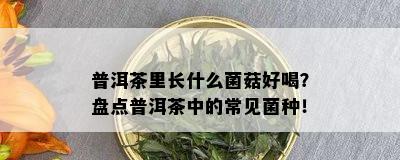 普洱茶里长什么菌菇好喝？盘点普洱茶中的常见菌种！