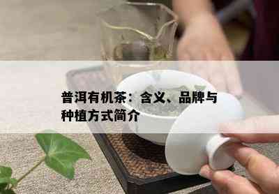 普洱有机茶：含义、品牌与种植方式简介