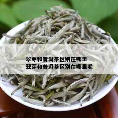 翠芽和普洱茶区别在哪里-翠芽和普洱茶区别在哪里呢