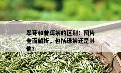 翠芽和普洱茶的区别：图片全面解析，包括绿茶还是其他？