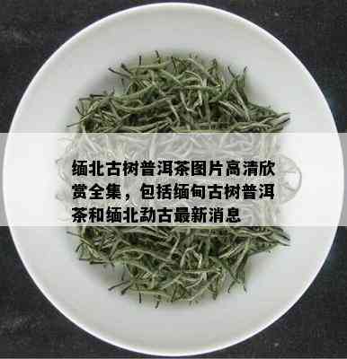 缅北古树普洱茶图片高清欣赏全集，包括缅甸古树普洱茶和缅北勐古最新消息