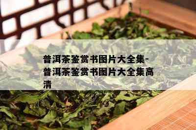 普洱茶鉴赏书图片大全集-普洱茶鉴赏书图片大全集高清