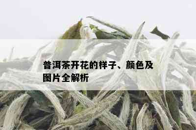 普洱茶开花的样子、颜色及图片全解析