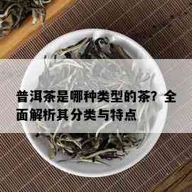 普洱茶是哪种类型的茶？全面解析其分类与特点