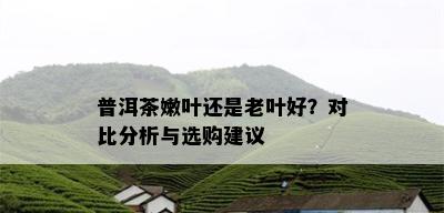 普洱茶嫩叶还是老叶好？对比分析与选购建议