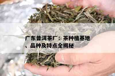 广东普洱茶厂：茶种植基地、品种及特点全揭秘