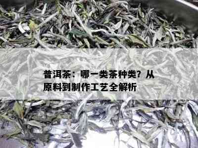 普洱茶：哪一类茶种类？从原料到制作工艺全解析