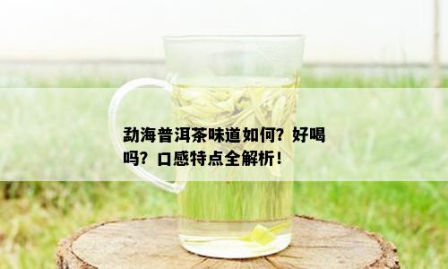 勐海普洱茶味道如何？好喝吗？口感特点全解析！