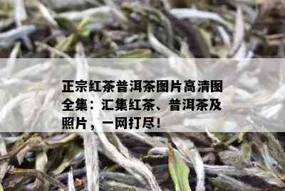 正宗红茶普洱茶图片高清图全集：汇集红茶、普洱茶及照片，一网打尽！