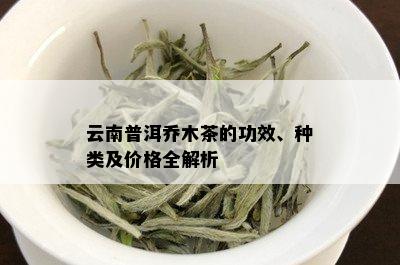 云南普洱乔木茶的功效、种类及价格全解析