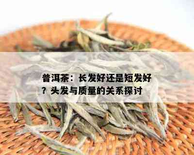 普洱茶：长发好还是短发好？头发与质量的关系探讨