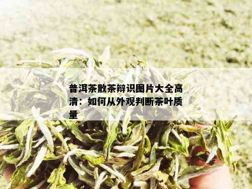 普洱茶散茶辩识图片大全高清：如何从外观判断茶叶质量