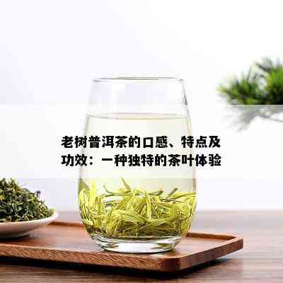 老树普洱茶的口感、特点及功效：一种独特的茶叶体验