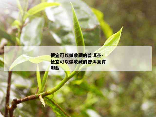 便宜可以做收藏的普洱茶-便宜可以做收藏的普洱茶有哪些