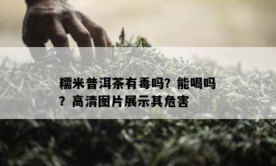 糯米普洱茶有吗？能喝吗？高清图片展示其危害