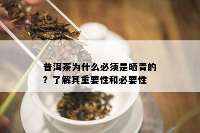 普洱茶为什么必须是晒青的？了解其重要性和必要性