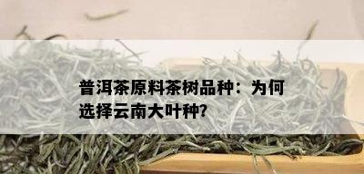 普洱茶原料茶树品种：为何选择云南大叶种？