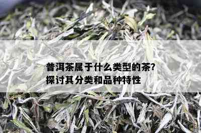 普洱茶属于什么类型的茶？探讨其分类和品种特性