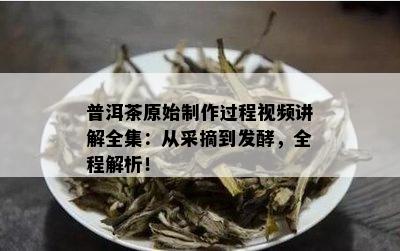 普洱茶原始制作过程视频讲解全集：从采摘到发酵，全程解析！