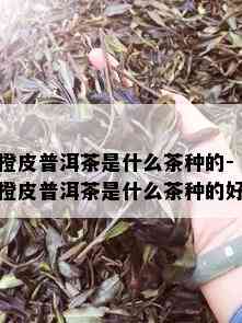 橙皮普洱茶是什么茶种的-橙皮普洱茶是什么茶种的好