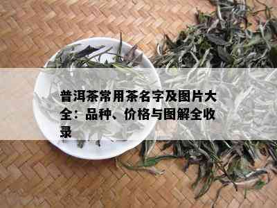 普洱茶常用茶名字及图片大全：品种、价格与图解全收录