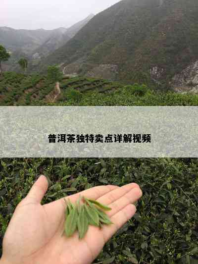 普洱茶独特卖点详解视频