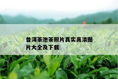 普洱茶泡茶照片真实高清图片大全及下载