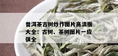 普洱茶古树炒作图片高清版大全：古树、茶树图片一应俱全