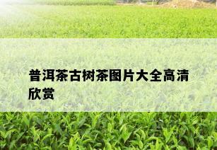 普洱茶古树茶图片大全高清欣赏