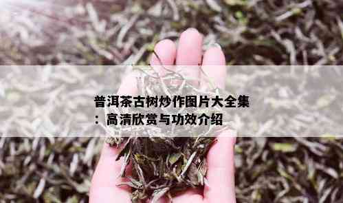 普洱茶古树炒作图片大全集：高清欣赏与功效介绍