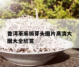 普洱茶采摘芽头图片高清大图大全欣赏